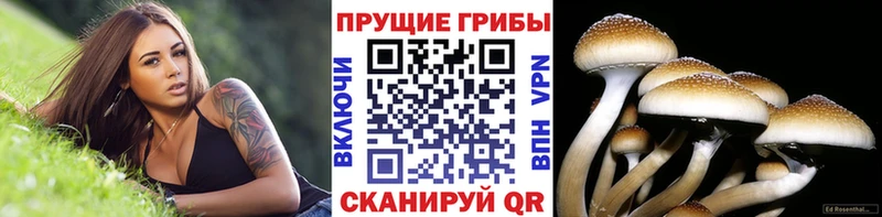 Псилоцибиновые грибы GOLDEN TEACHER  купить закладку  Тюкалинск 